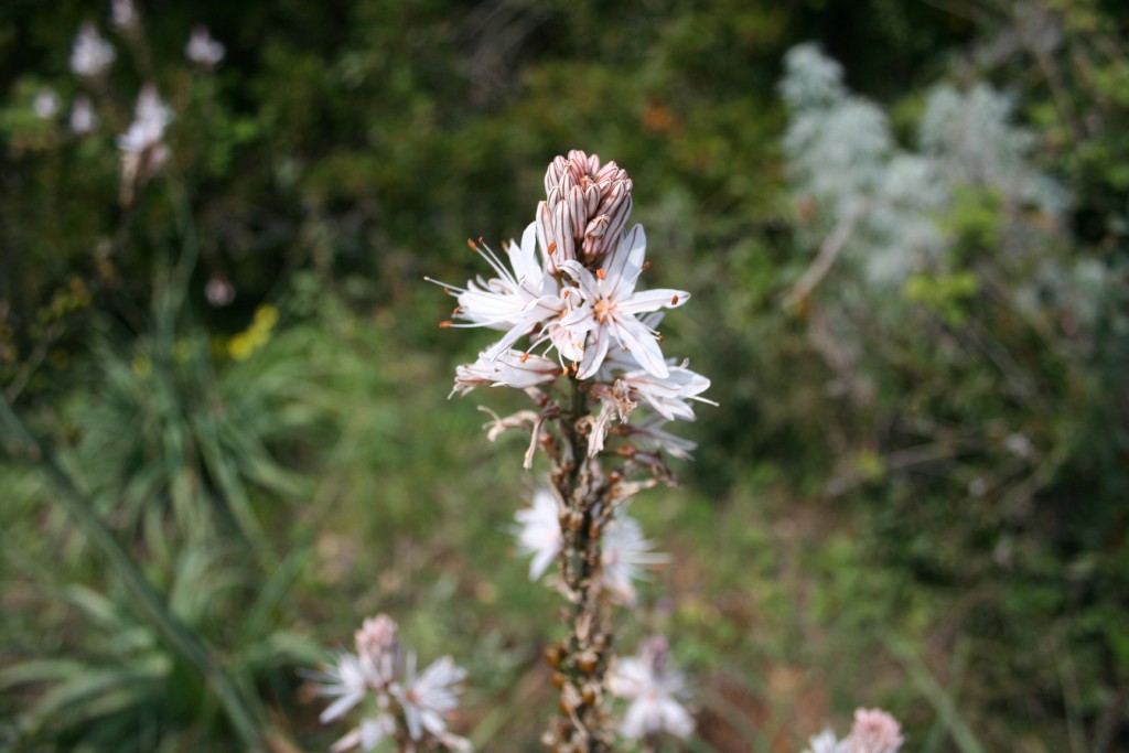 Fiori sul mare-Isola Capo Rizzuto (Crotone)